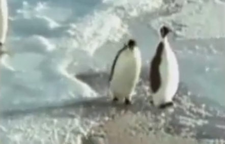 Юмор: Пингвины
