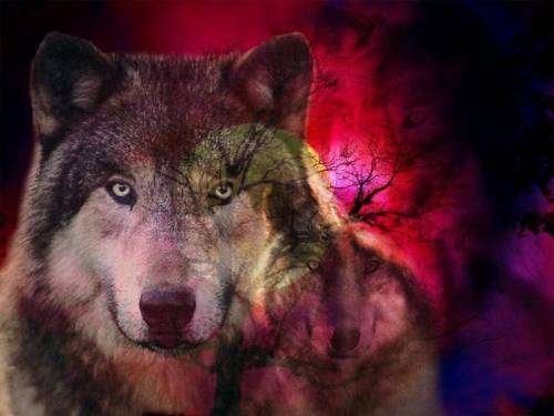 Волк - это и символ бесстрашия (30 фото)