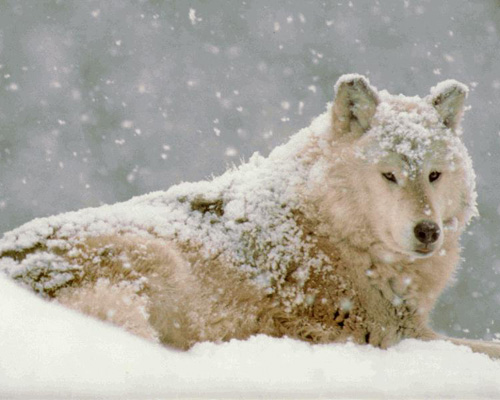 Волк - это и символ бесстрашия (30 фото)