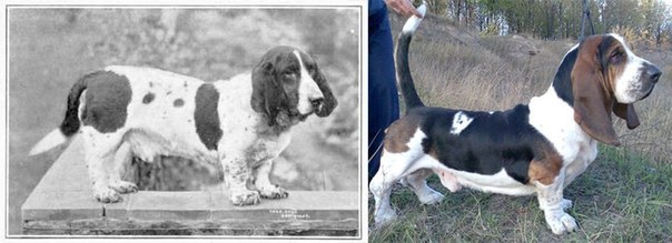 К чему привели 100 лет “улучшения” породистых собак (8 фото)