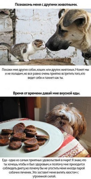 Любите своих животных (10 фото)