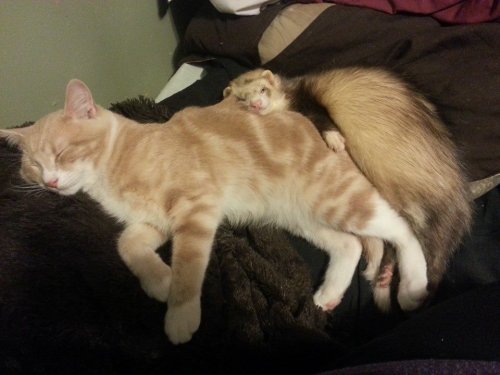 Дружба рыжего котёнка и хорьков (29 фото)