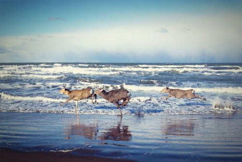 Животные на пляже (22 фото)