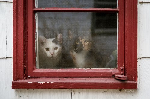 Кошки у окошка (31 фото)