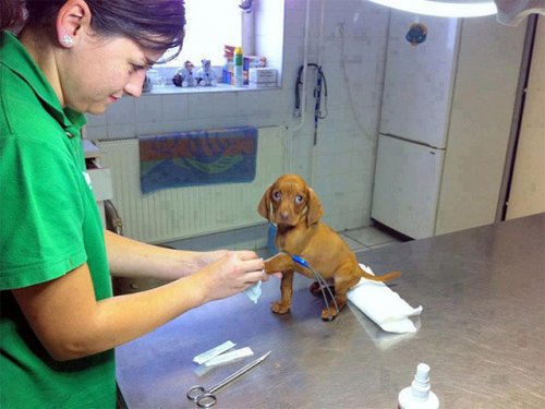 Домашние животные не любят ходить к ветеринару (23 фото)