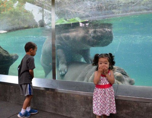 Забавные фотографии из зоопарков (18 фото)
