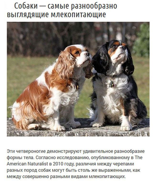Интересные факты о "лучших друзьях человека" - собаках (9 фото)