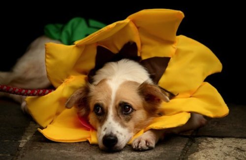 Костюмы для собак на Хэллоуин (25 фото)