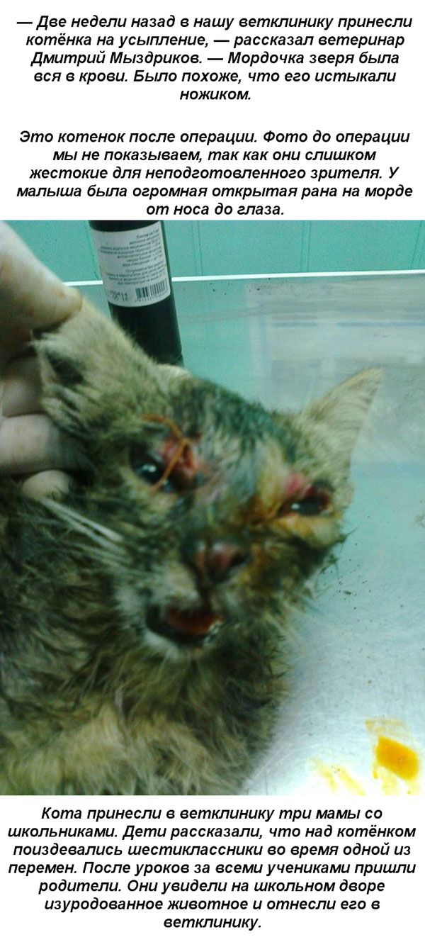 Дети спасли котёнка, пострадавшего от живодёров (5 фото)