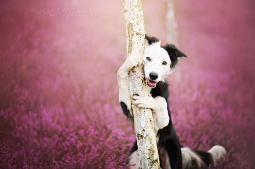 Очаровательные собаки в фотографиях Алисии Змысловской (20 фото)