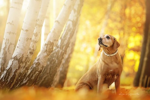 Очаровательные собаки в фотографиях Алисии Змысловской (20 фото)