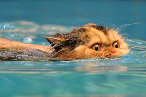Кошки тоже любят плавать (14 фото)