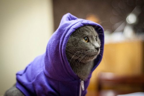Кошки в одёжке (30 фото)