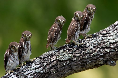 Величественные и загадочные совы (30 фото)