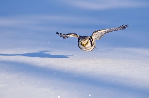 Величественные и загадочные совы (30 фото)