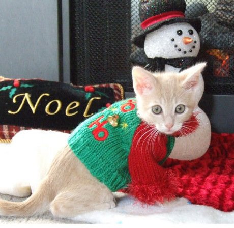 Кошки в новогодних свитерах (10 фото)