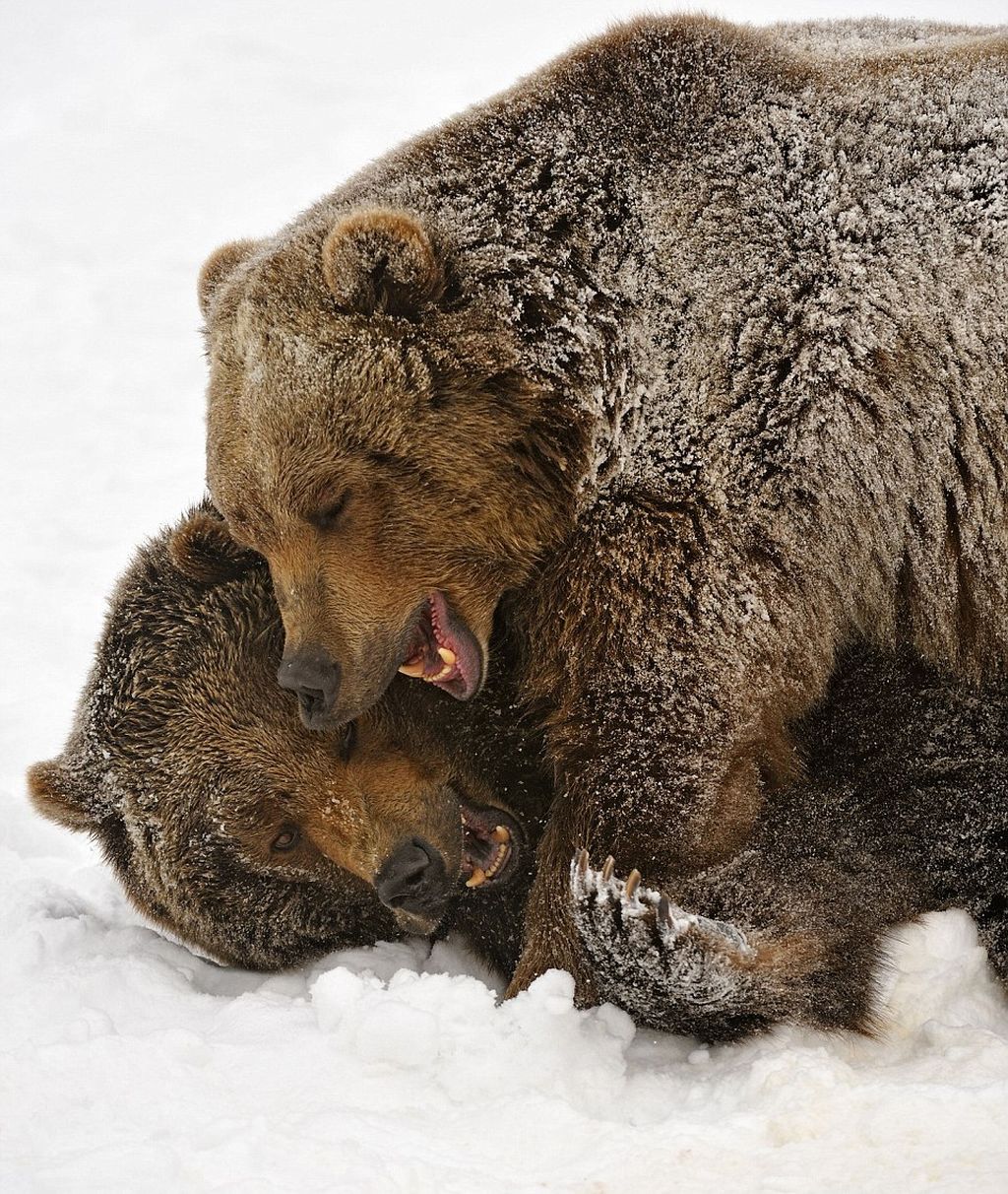 Двое медведей. Медведь обнимает. Медведи любовь. Медведи обнимаются. Медвежьи объятия.