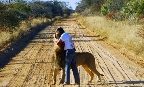 Дружба между львом и человеком, который его спас (9 фото + видео)