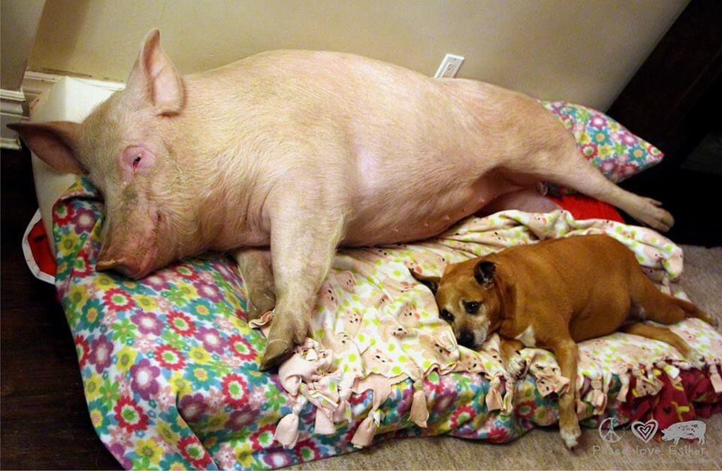 Собака свинья год. Собака свинья. Поросенок и щенок. Поросенок лежит на диване. Свинья на диване.