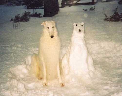 Зимние собачьи забавы (10 фото)