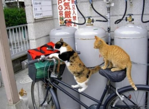 Кошки на велосипедах (10 фото)