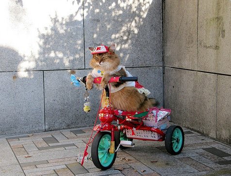 Кошки на велосипедах (10 фото)