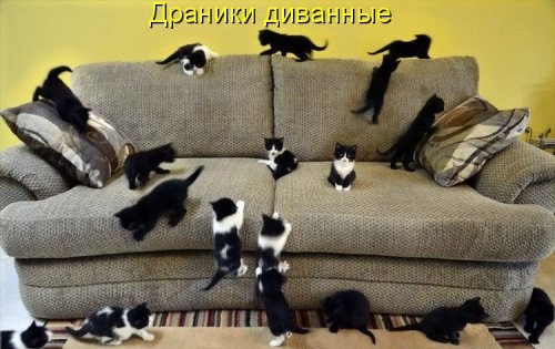 Котейки из котоматрицы (35 фото)