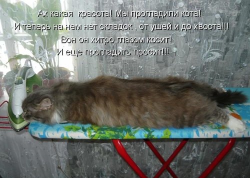 Котейки из котоматрицы (35 фото)