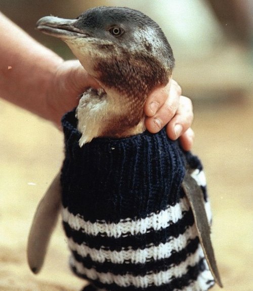 Старейший мужчина Австралии вяжет мини-свитеры для спасения пингвинов (4 фото)