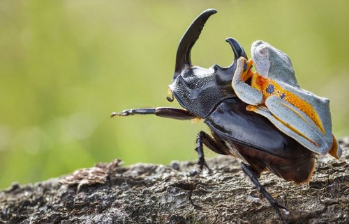 Лягушка верхом на жуке (9 фото)