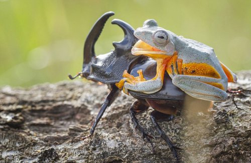 Лягушка верхом на жуке (9 фото)