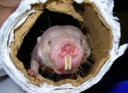 Животные внутри рулона из-под туалетной бумаги (10 фото)