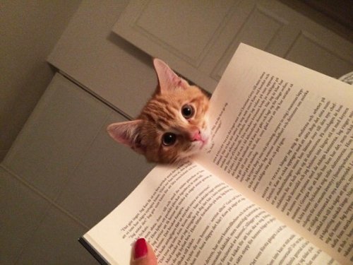 Коты, которые не дают читать (31 фото)
