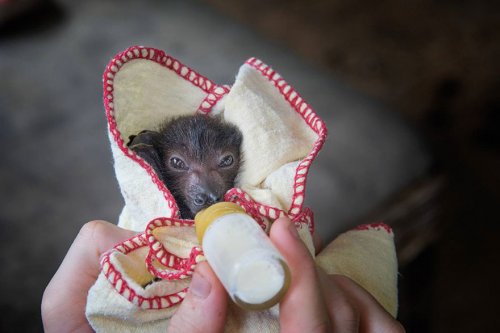 В австралийской ветклинике выхаживают осиротевших детёнышей летучей мыши (11 фото)