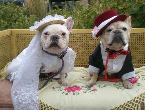 Милые животные в свадебных нарядах (18 фото)