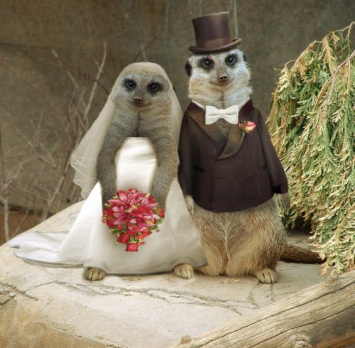Милые животные в свадебных нарядах (18 фото)