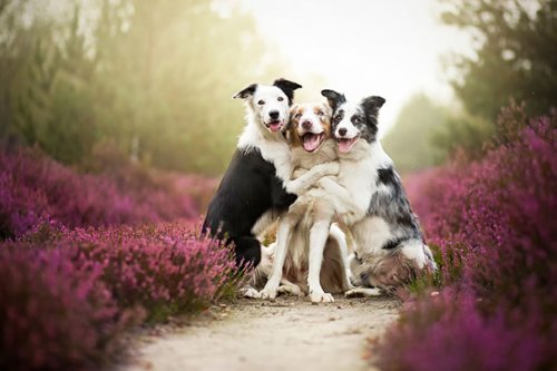 Милая дружба между собаками (37 фото)