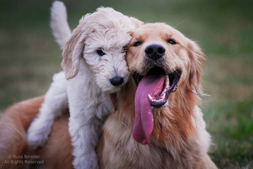 Милая дружба между собаками (37 фото)
