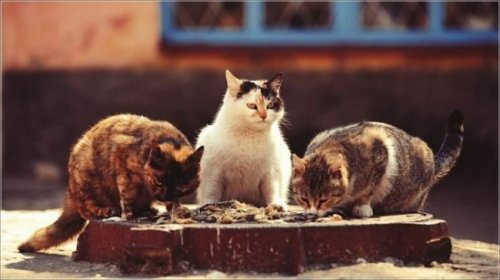 Сильные духом дворовые коты (19 фото)