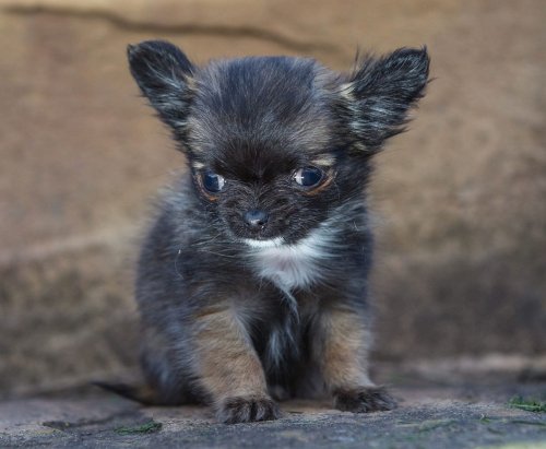 Крошечная собачка Дисней, считающая себя котёнком (8 фото)