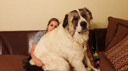 Очаровательные большие собаки (35 фото)
