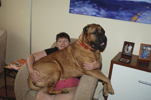 Очаровательные большие собаки (35 фото)