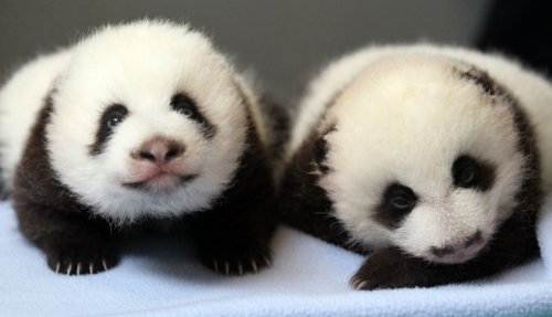 Детёныши панды, которые поднимут Вам настроение (23 фото)