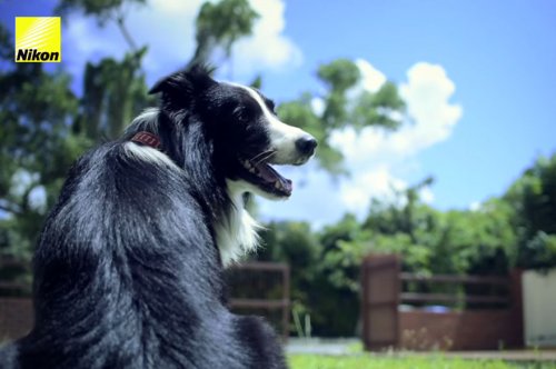 Первая в мире собака-фотограф (14 фото+видео)