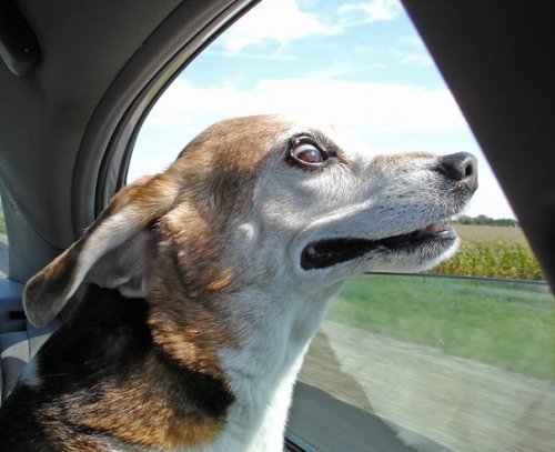 Собаки, которые любят езду на автомобиле больше всего на свете (28 фото)