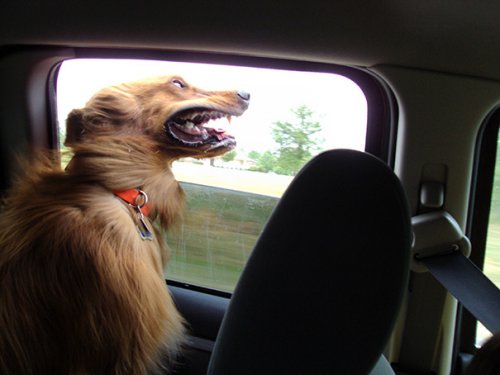 Собаки, которые любят езду на автомобиле больше всего на свете (28 фото)