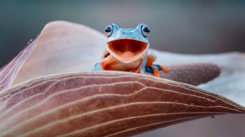 Необычные и прикольные лягушки и жабы (27 фото)