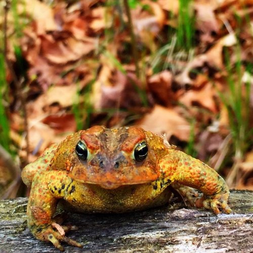 Необычные и прикольные лягушки и жабы (27 фото)