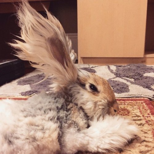 Ангорский кролик Уолли с ушками-крыльями (10 фото)
