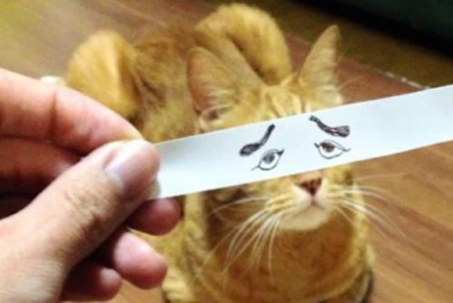 Коты с нарисованными глазами (10 фото)